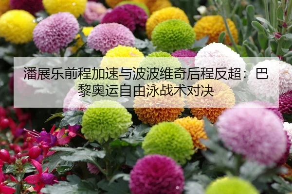 潘展乐前程加速与波波维奇后程反超：巴黎奥运自由泳战术对决